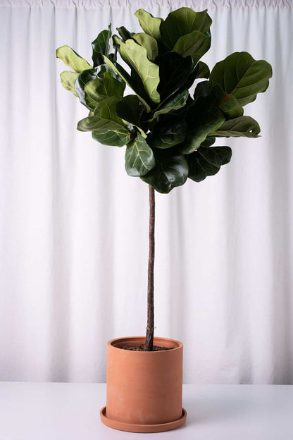 Ficus Lyrata on Stem - Image 1