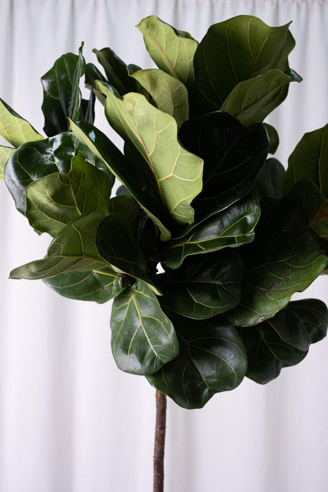 Ficus Lyrata on Stem - Image 3