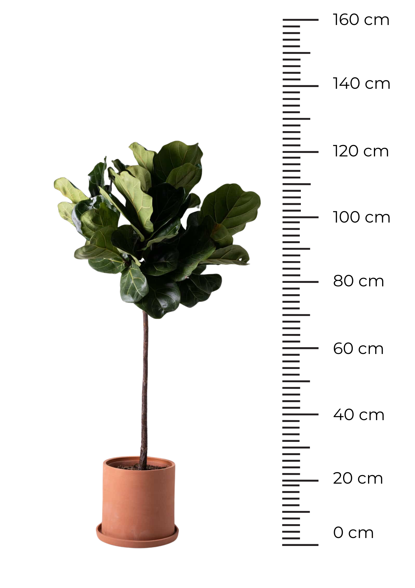 Ficus Lyrata on Stem - Image 4