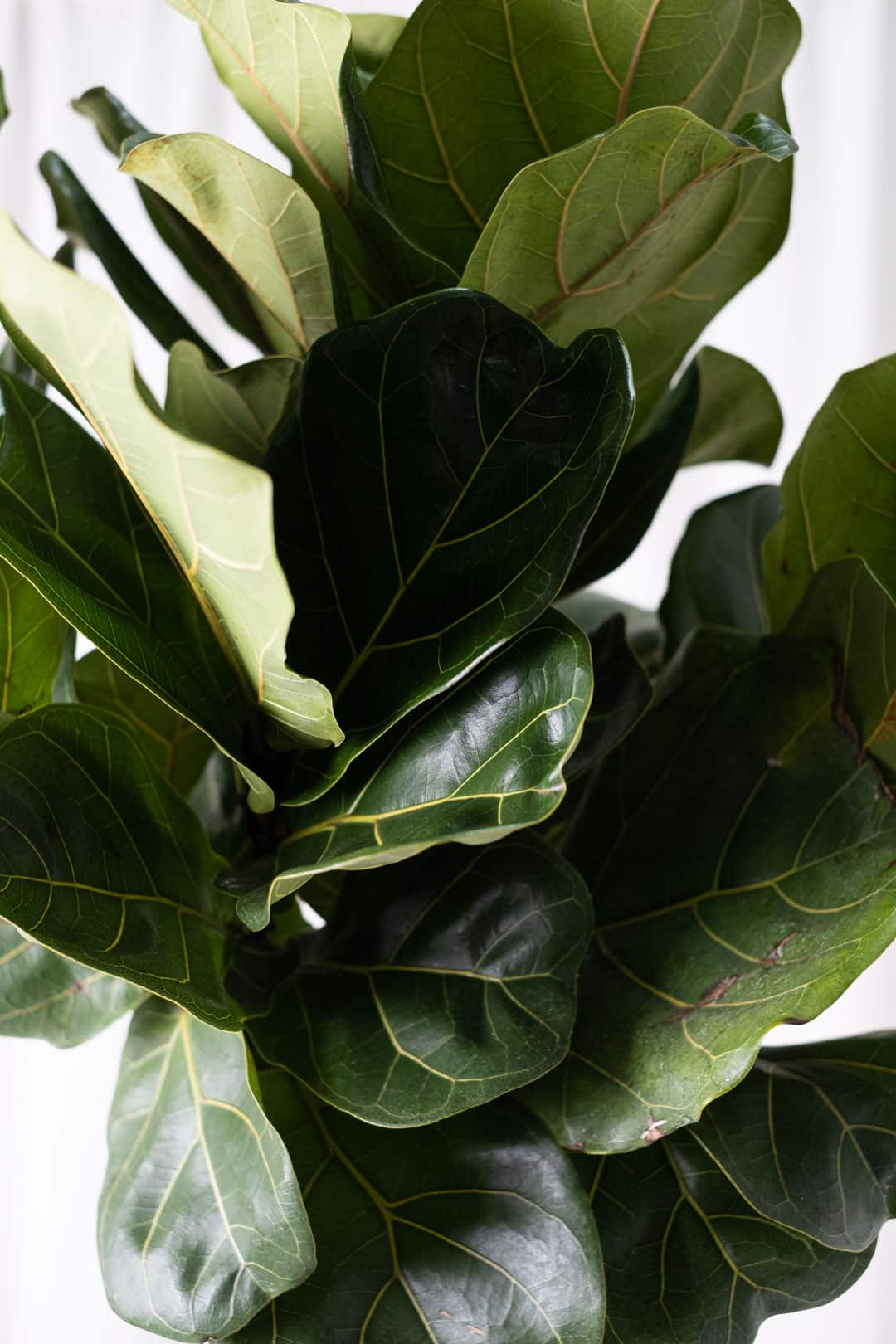 Ficus Lyrata on Stem - Image 5