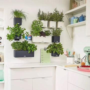 Green Wall CUBE Color 14