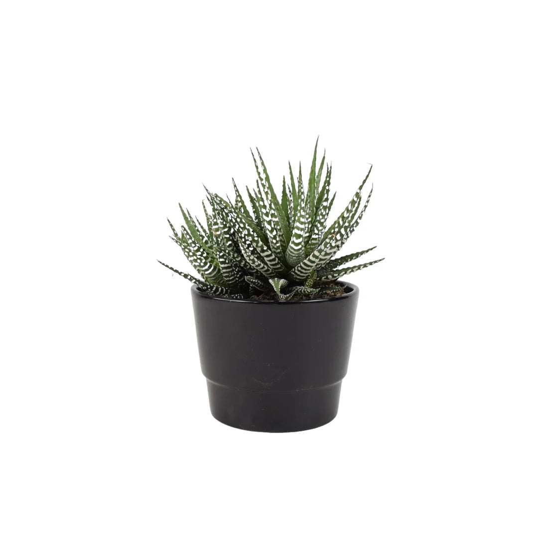 Succulents Aloe/Haworthia MIX