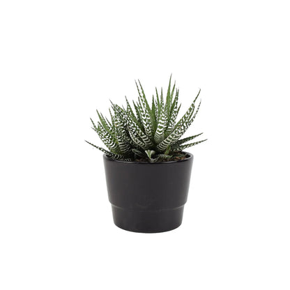 Succulents Aloe/Haworthia MIX