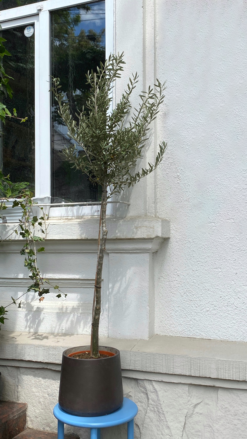 Maslin on Stem - Image 3