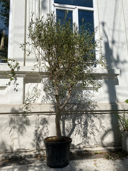 Maslin on Stem - Image 4