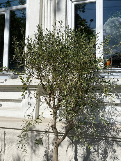 Maslin on Stem - Image 5