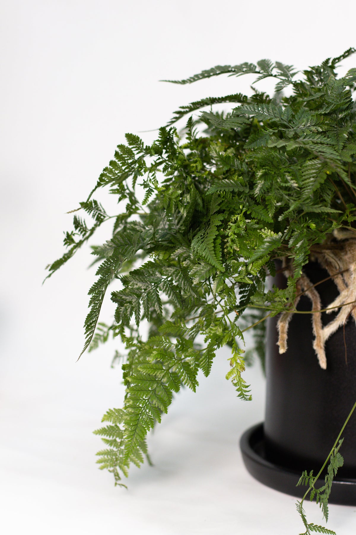 Tarantula Fern