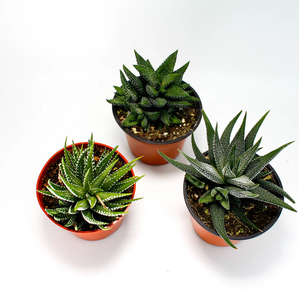Succulents Aloe/Haworthia MIX