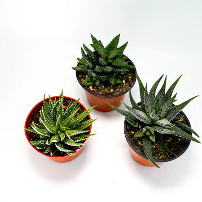 Succulents Aloe/Haworthia MIX