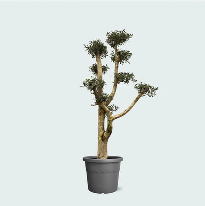 Olea Europea Branched