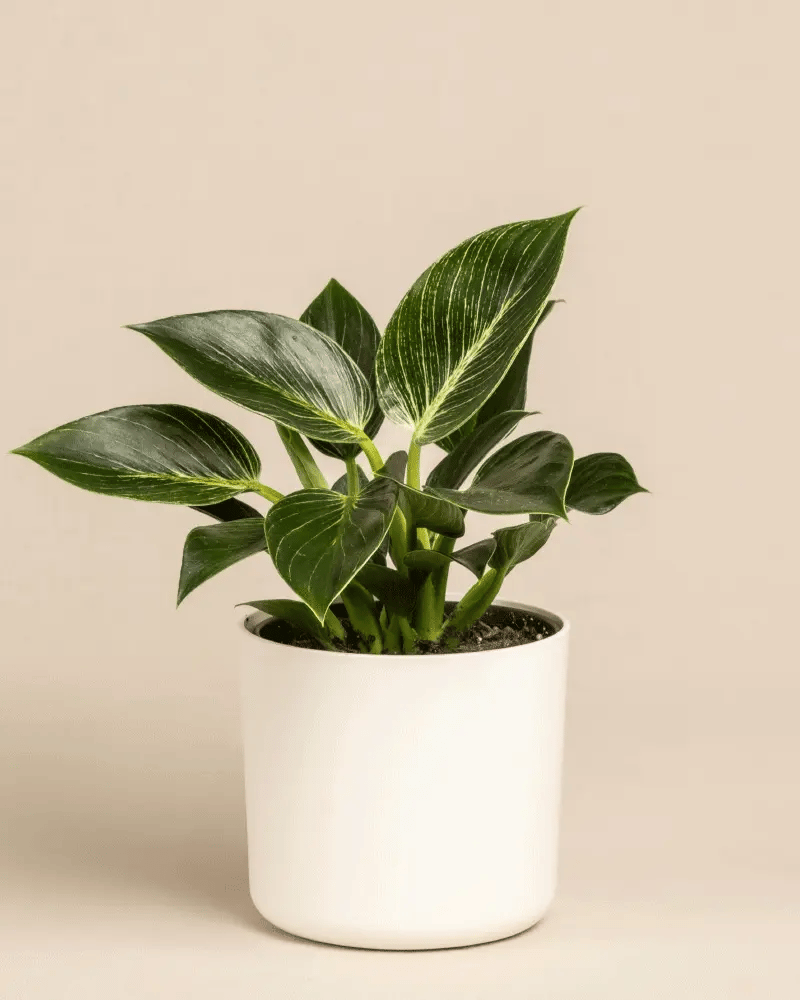 Philodendron Birkin