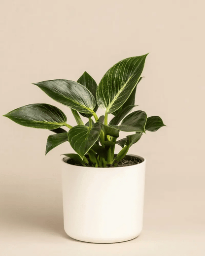 Philodendron Birkin