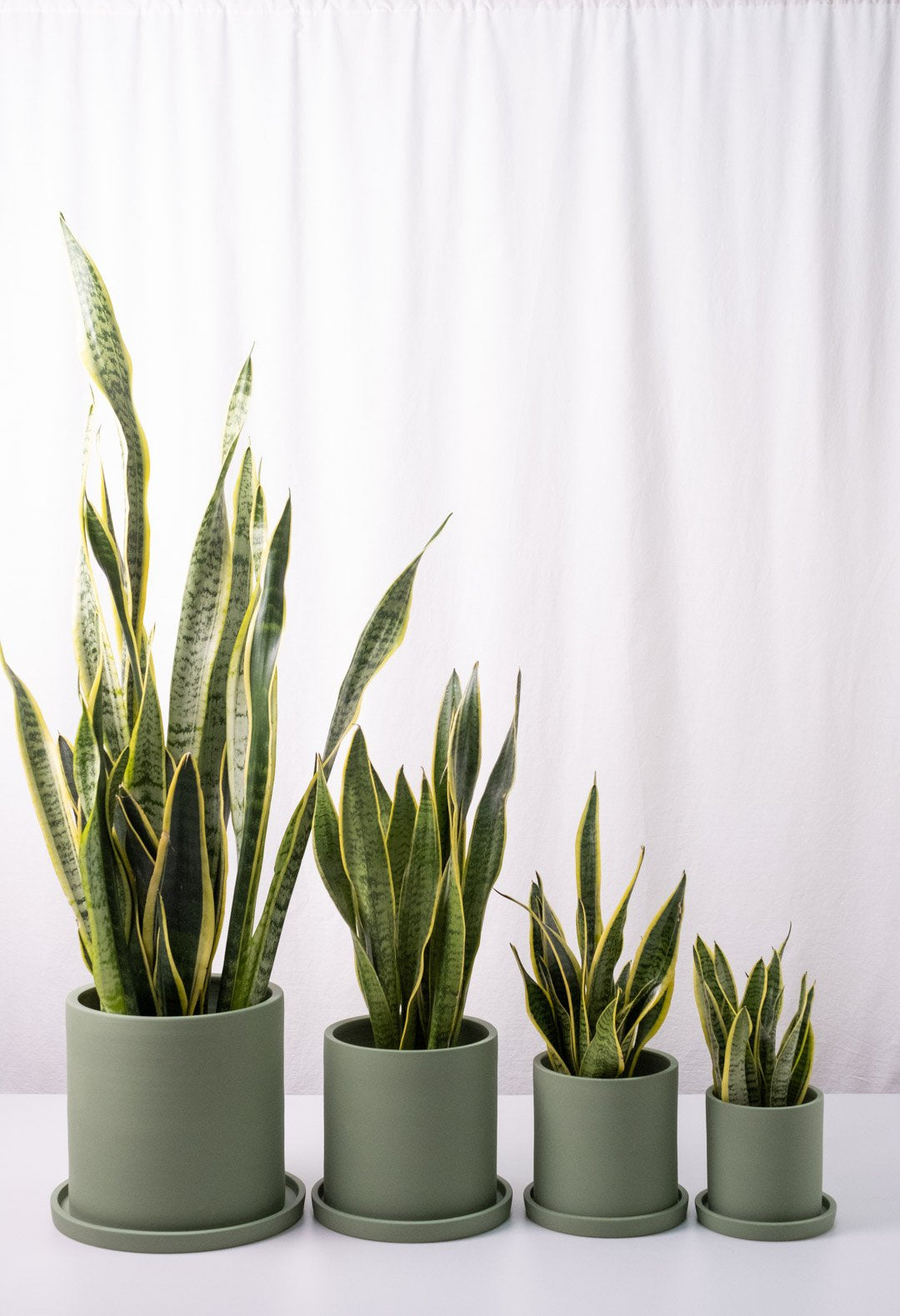 Sansevieria Laurentii - Image 1