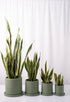 Sansevieria Laurentii - Image 1