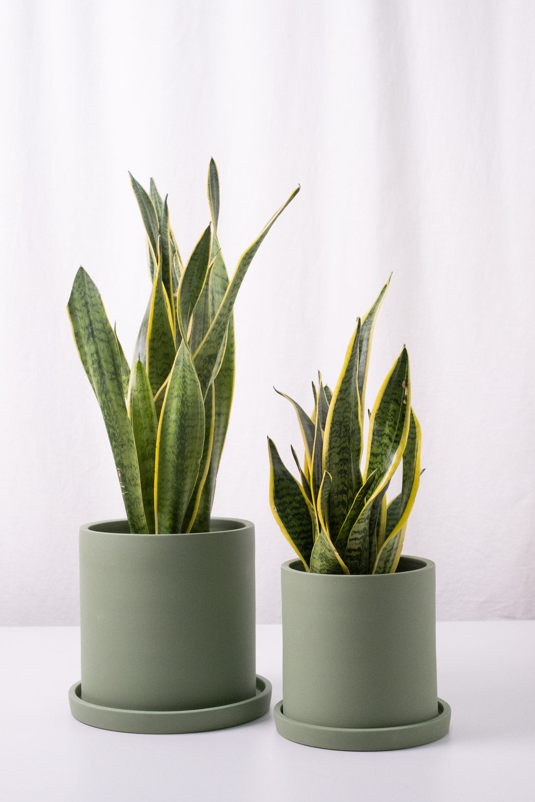 Sansevieria Laurentii - Image 5