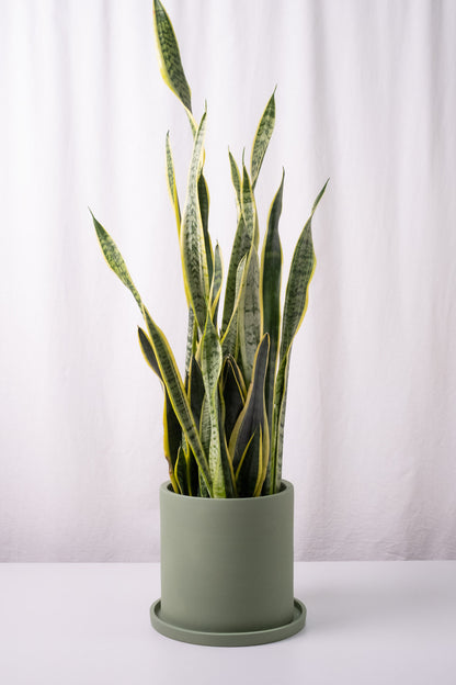Sansevieria Laurentii - Image 7