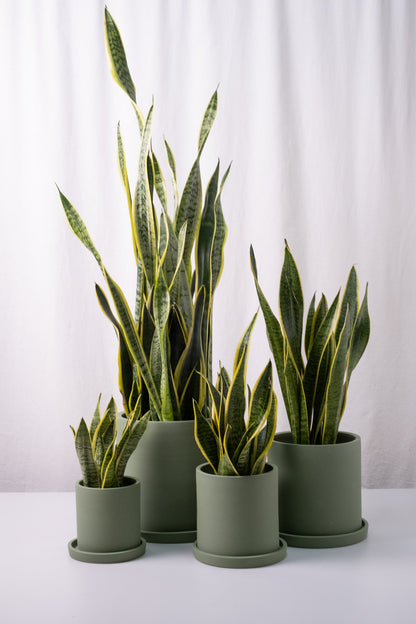 Sansevieria Laurentii - Image 8