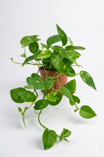 Scindapsus Aureum