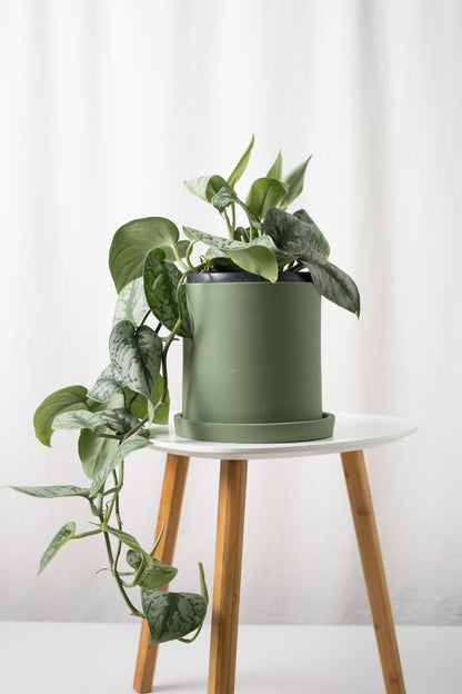 Scindapsus Pictus - 1