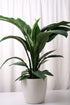 Spathiphyllum Sensation - Image 1
