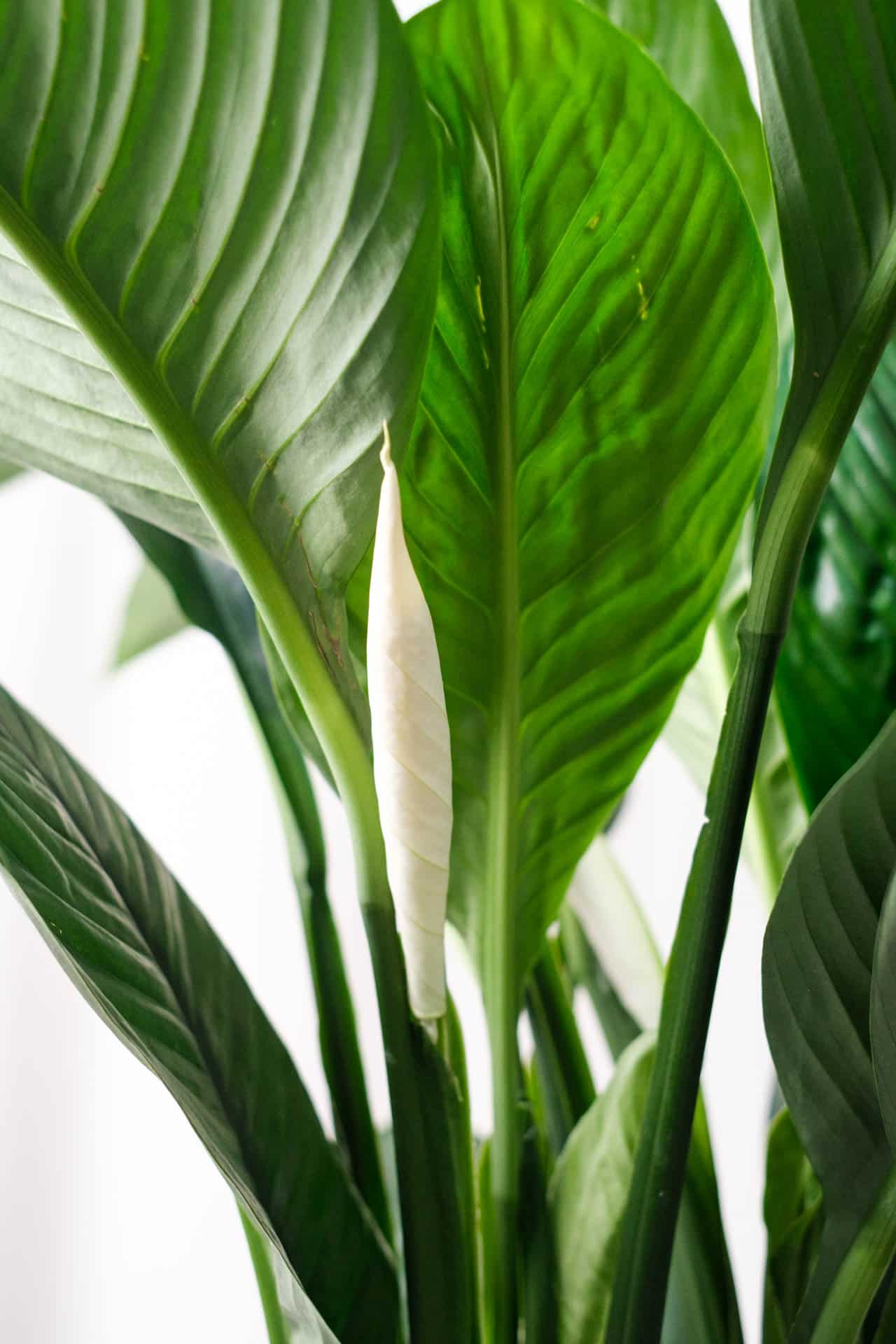 Spathiphyllum Sensation - Image 3