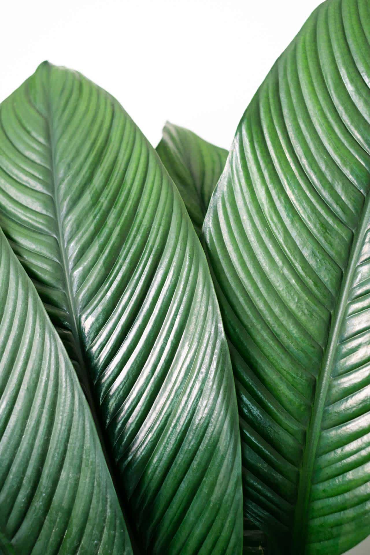 Spathiphyllum Sensation