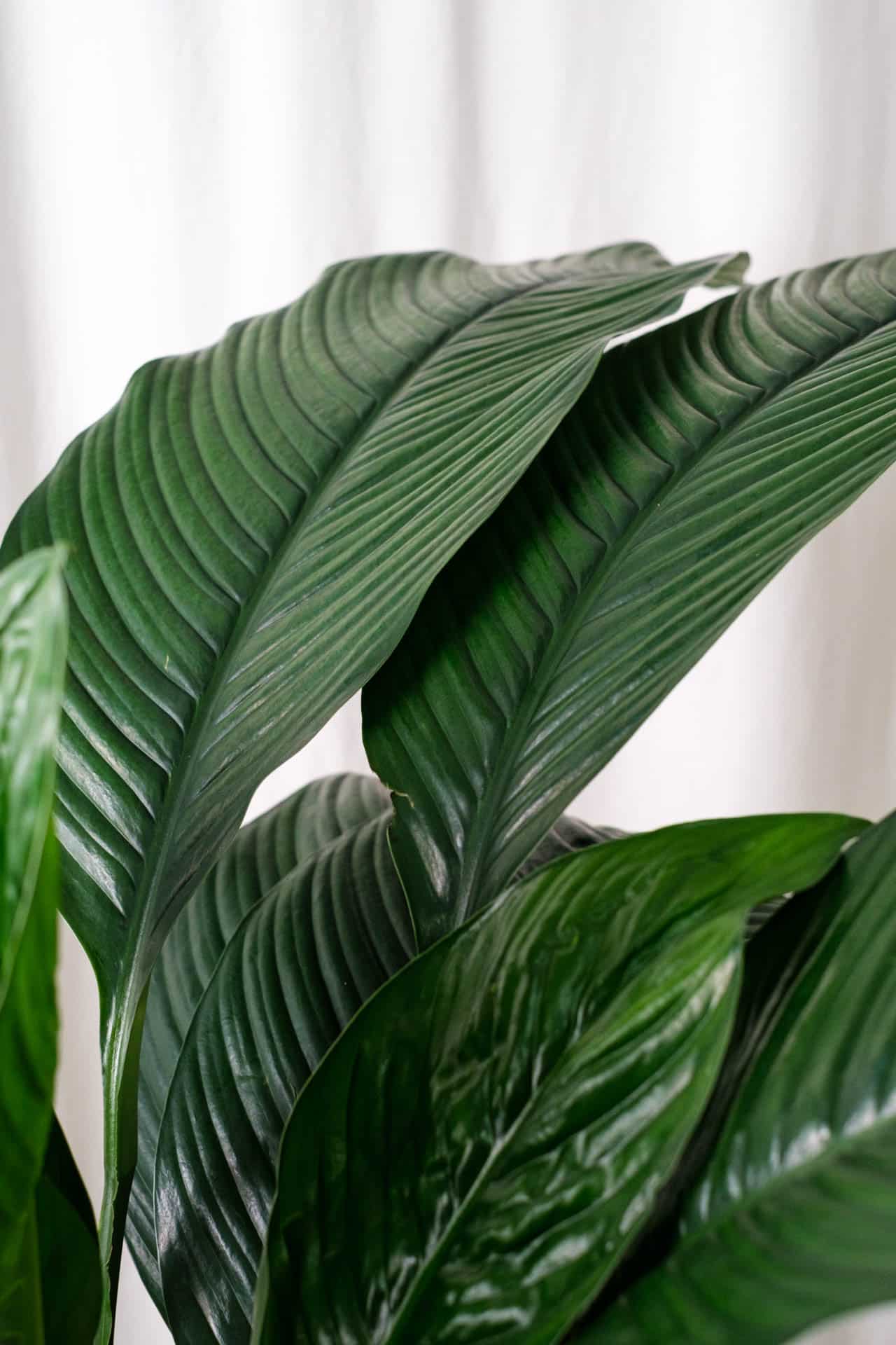 Spathiphyllum Sensation