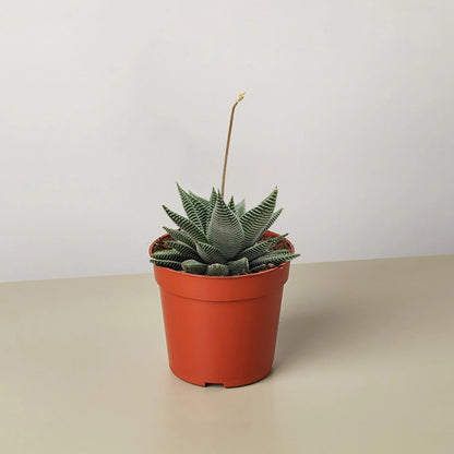 Succulents Aloe/Haworthia MIX
