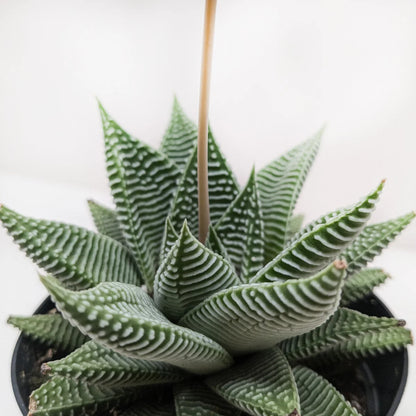Succulents Aloe/Haworthia MIX