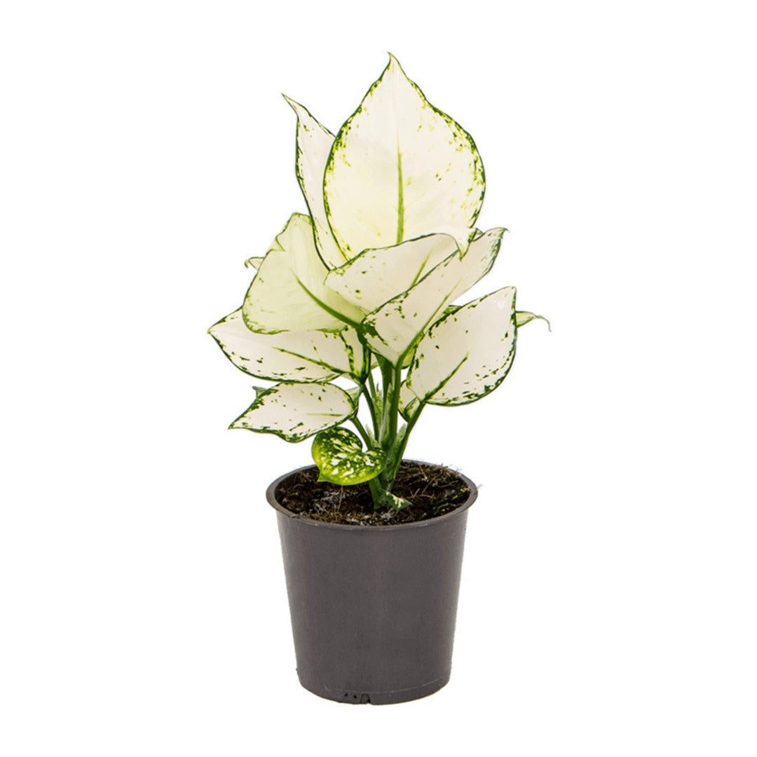Aglaonema White Joy
