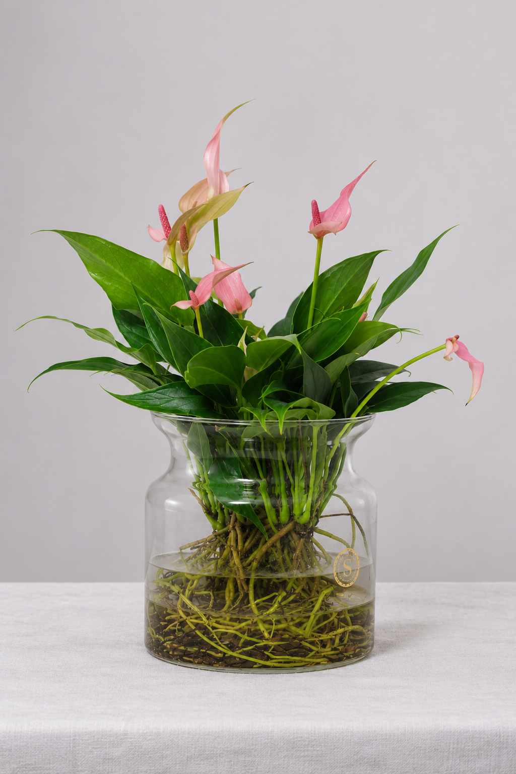 Anthurium Lilli Sticlă