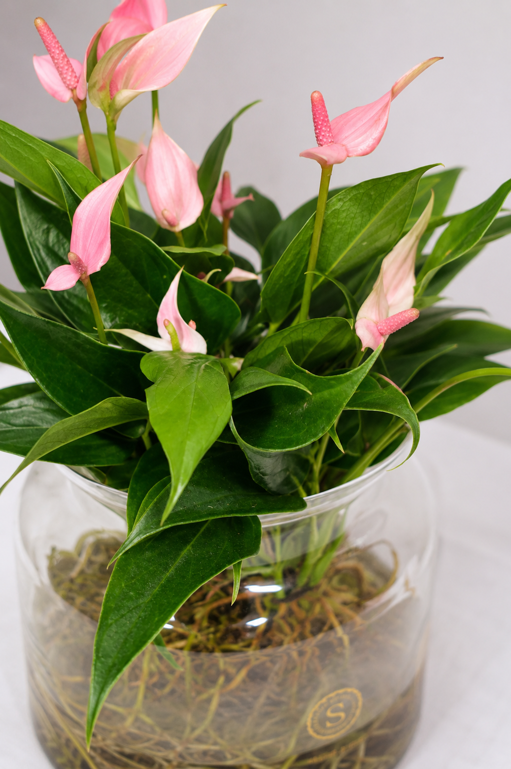 Anthurium Lilli Sticlă