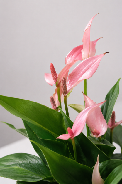 Anthurium Lilli Sticlă