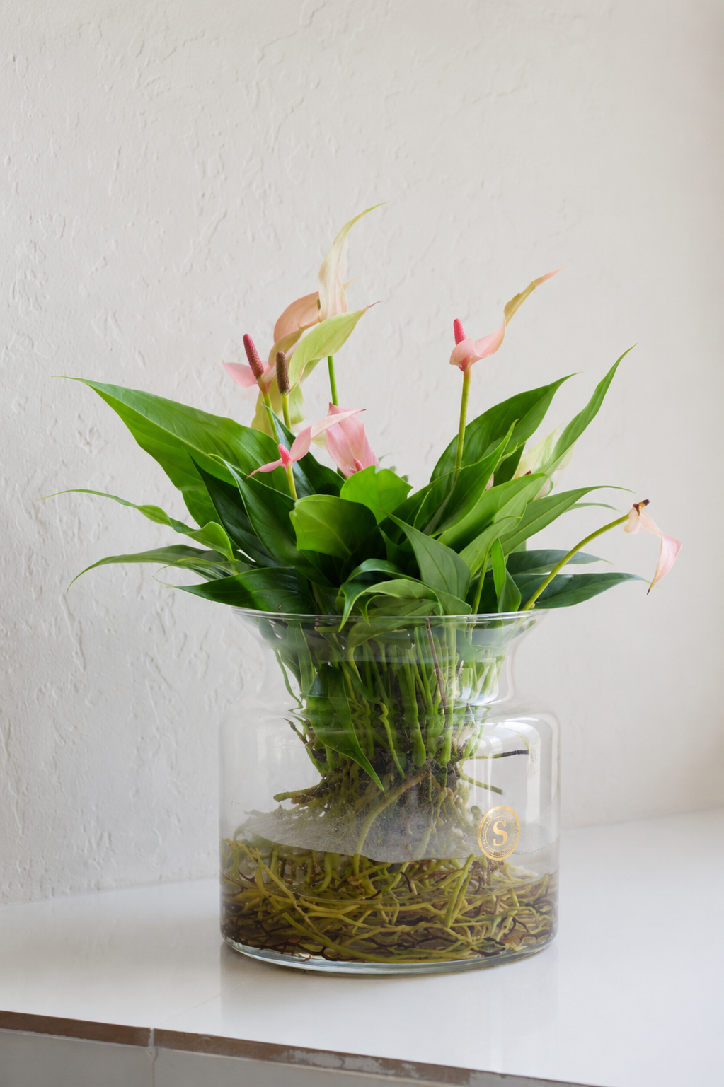 Anthurium Lilli Sticlă