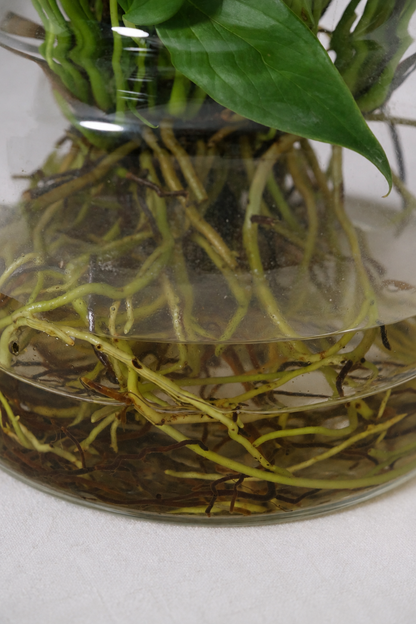 Anthurium Lilli Sticlă