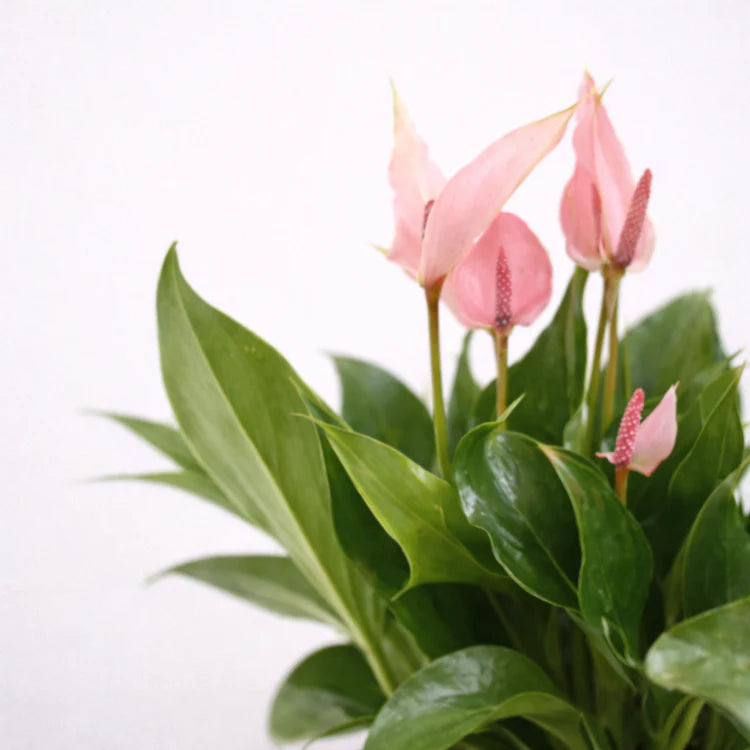 Anthurium Lilli Sticlă