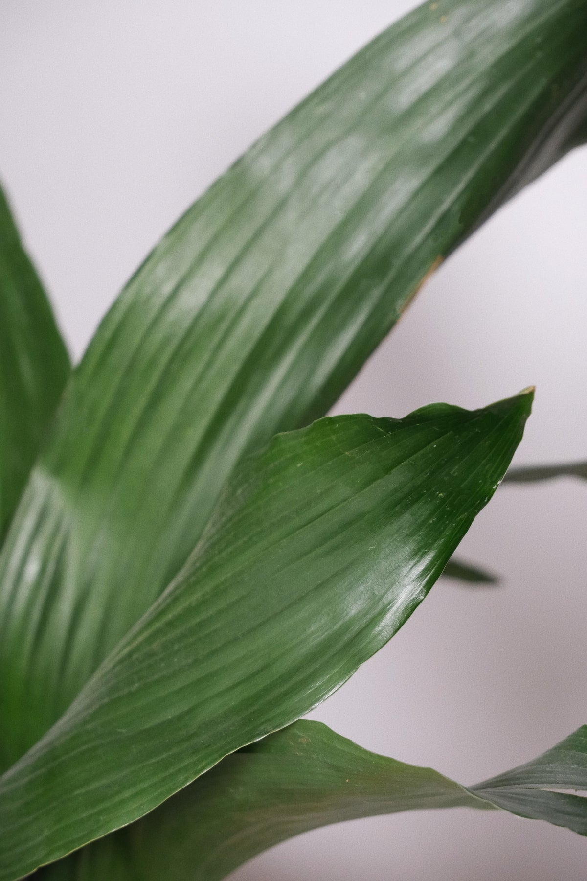 Aspidistra Elatior