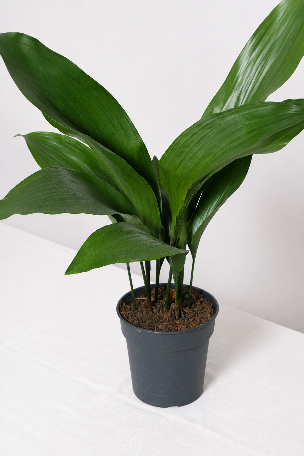 Aspidistra Elatior