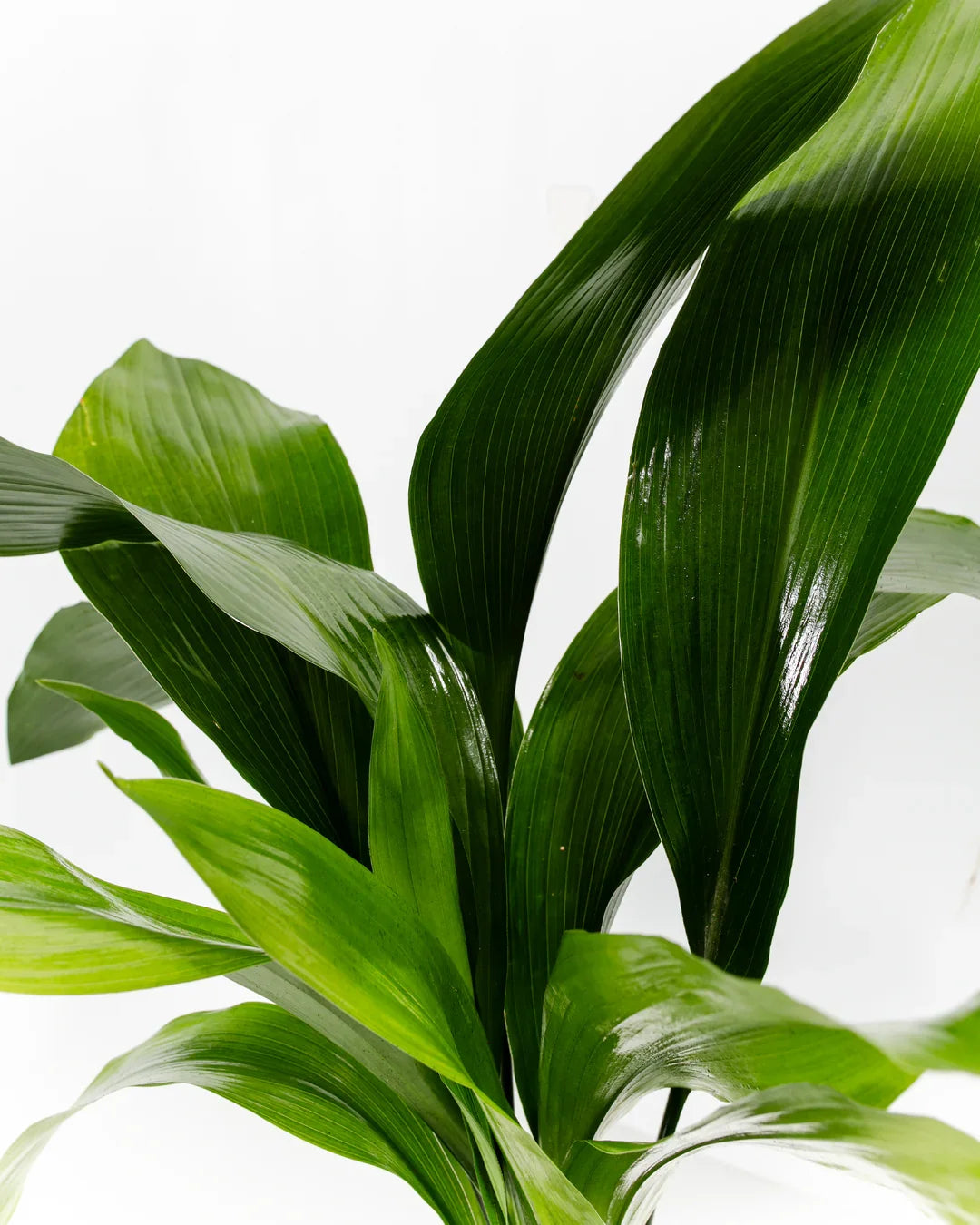 Aspidistra Elatior