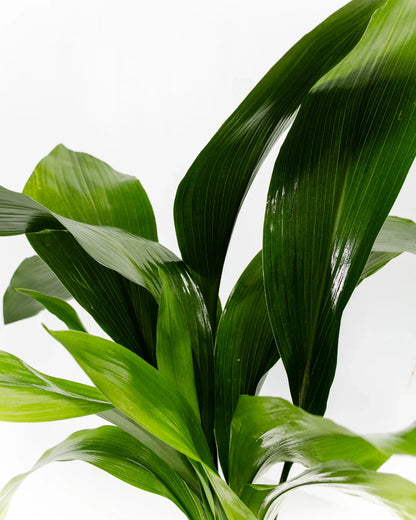 Aspidistra Elatior
