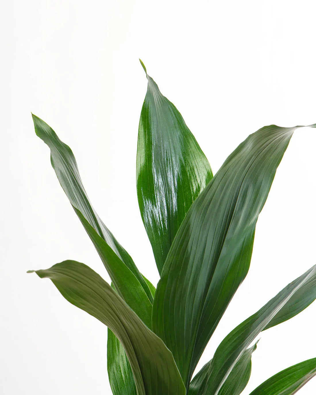 Aspidistra Elatior