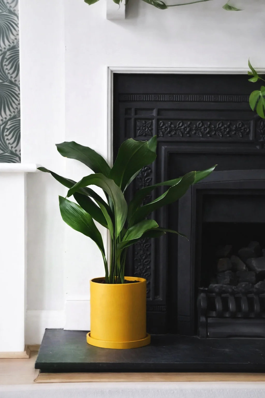 Aspidistra Elatior