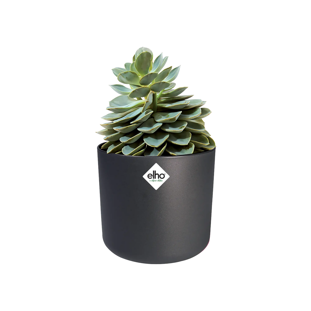 B.for soft round