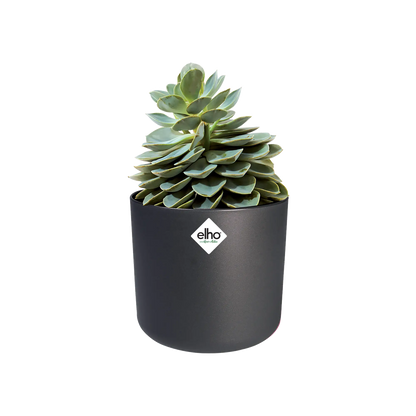 B.for soft round