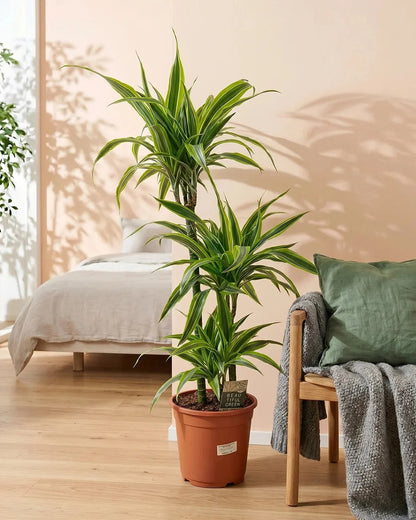 Dracaena deremensis