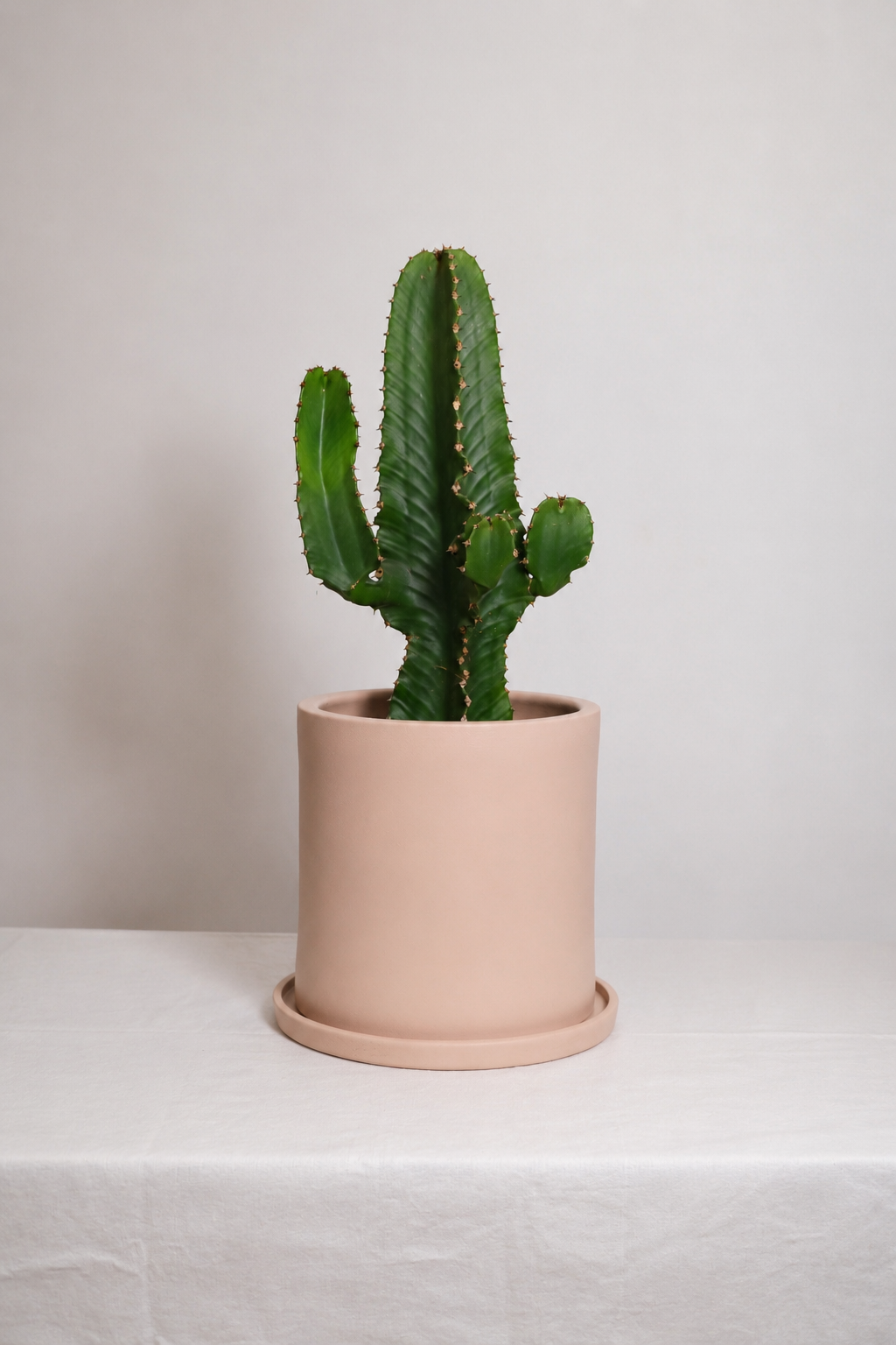 Euphorbia Eritrea branched