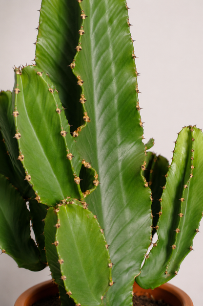 Euphorbia Eritrea branched