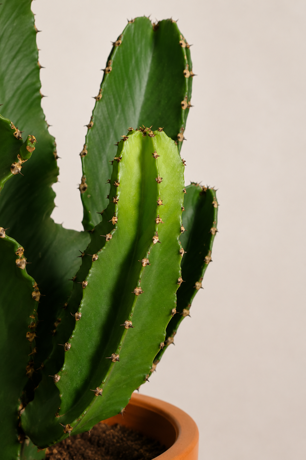 Euphorbia Eritrea branched
