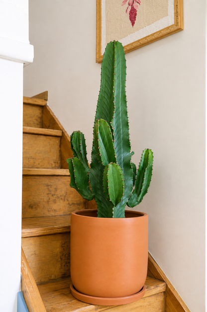 Euphorbia Eritrea branched