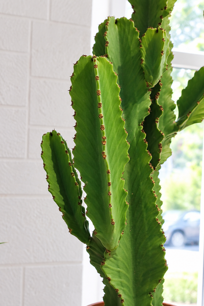 Euphorbia Eritrea branched